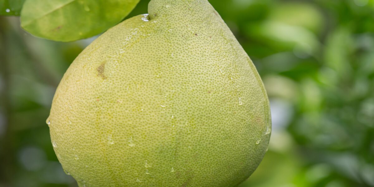 health-benefits-of-pomelo