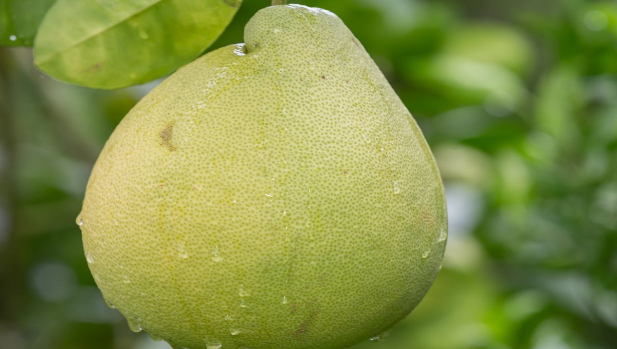 Health Benefits of Pomelo That Astonish You!